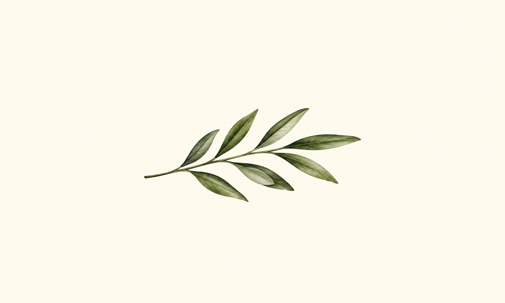 Signature watercolor olive branch